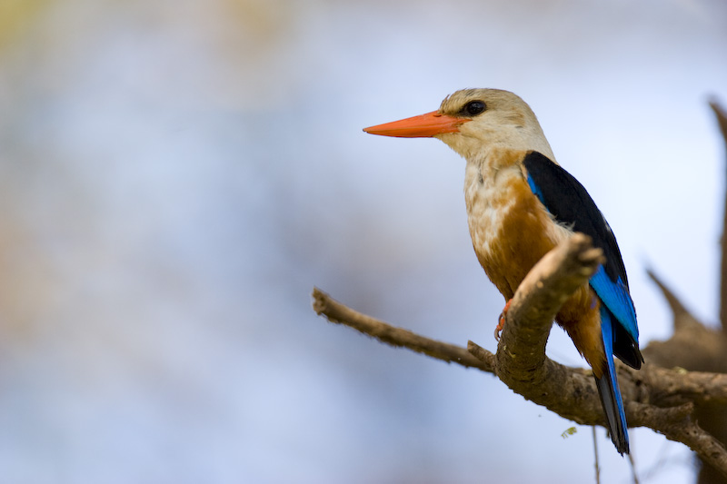 Gray-Headed Kingfisher